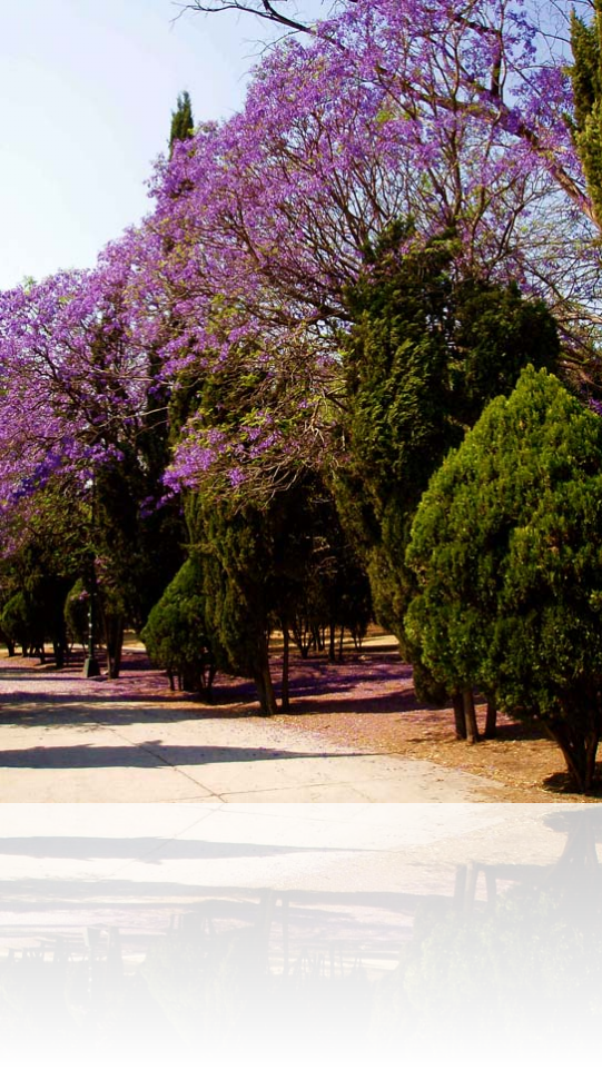 Chapultepec.Tv se une al plan jacarandas de Lomas De Chapultepec Tv