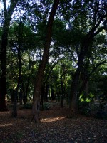 Bosques de Chapultepec