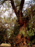 Arboles Viejos
