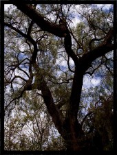 Rasca Cielos