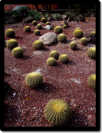 JARDIN BOTANICO CHAPULTEPEC