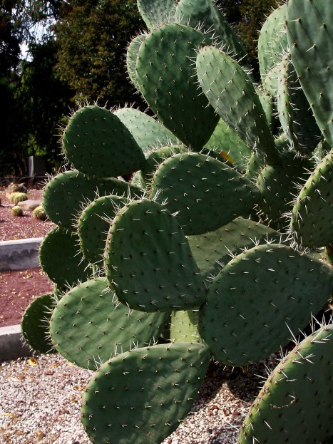 Jardin de Plantas Chapultepec